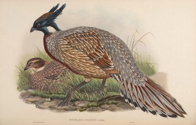 Pucrasia darwini = Pucrasia macrolopha darwini von John Gould